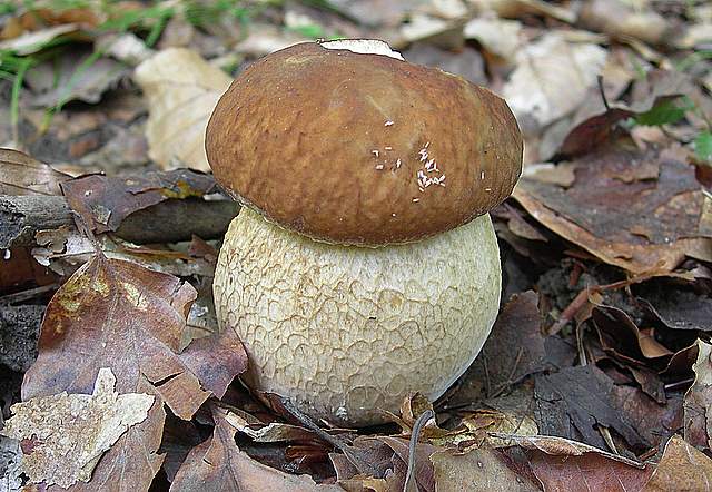 I  Funghi  della  faggeta  calcarea